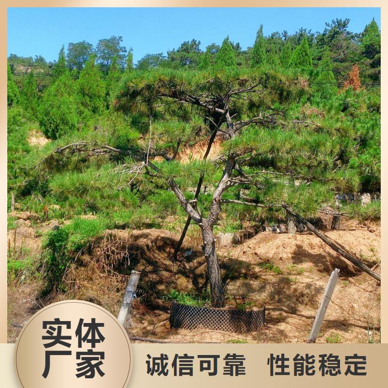 【造型松】油松质量可靠同城制造商
