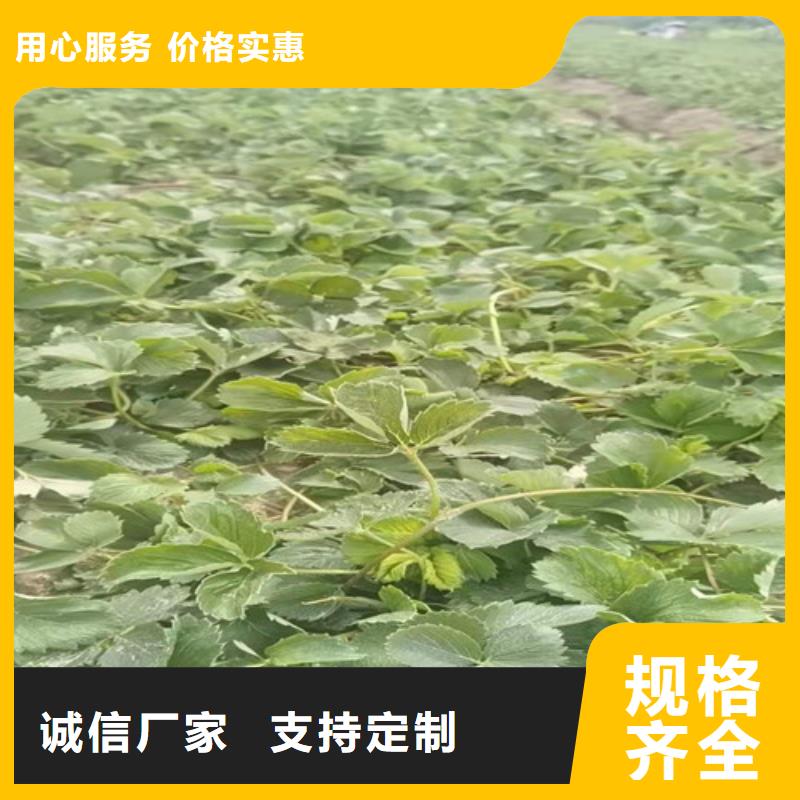 【草莓苗梨树苗诚信为本】可定制