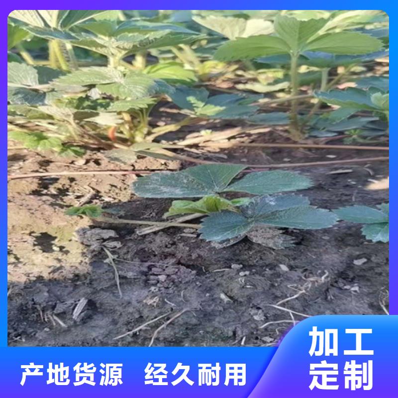 草莓苗奥红一号一个起售同城公司