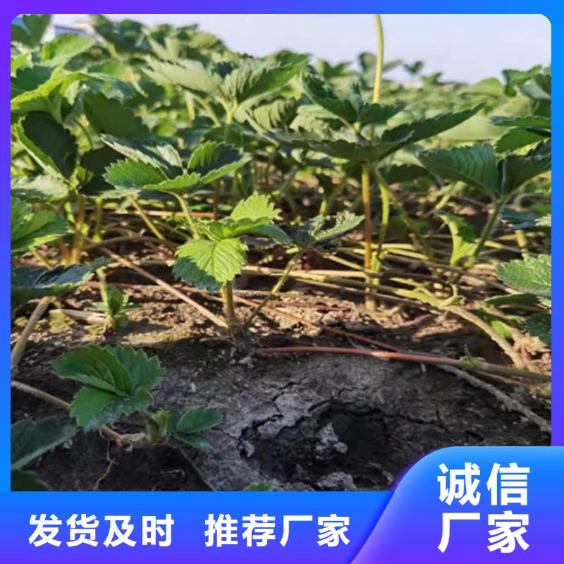 草莓苗核桃苗根据要求定制【本地】货源