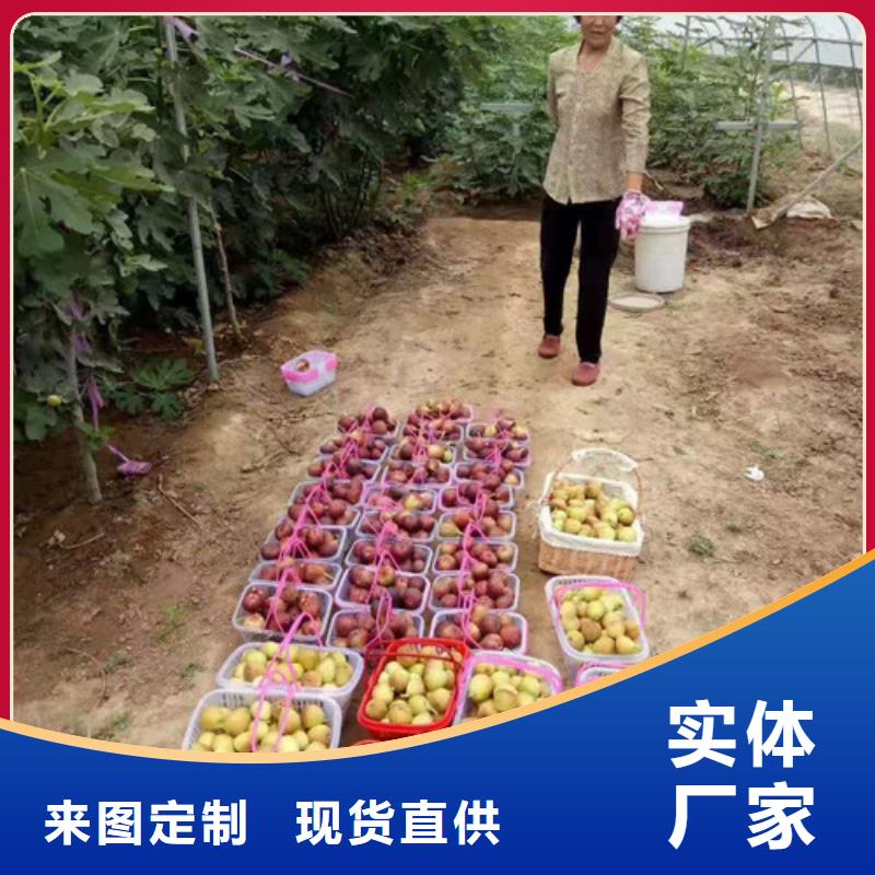 无花果金银花树苗诚信厂家实体诚信经营