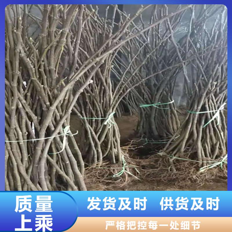 【无花果】红颜草莓苗厂家批发价现货充足