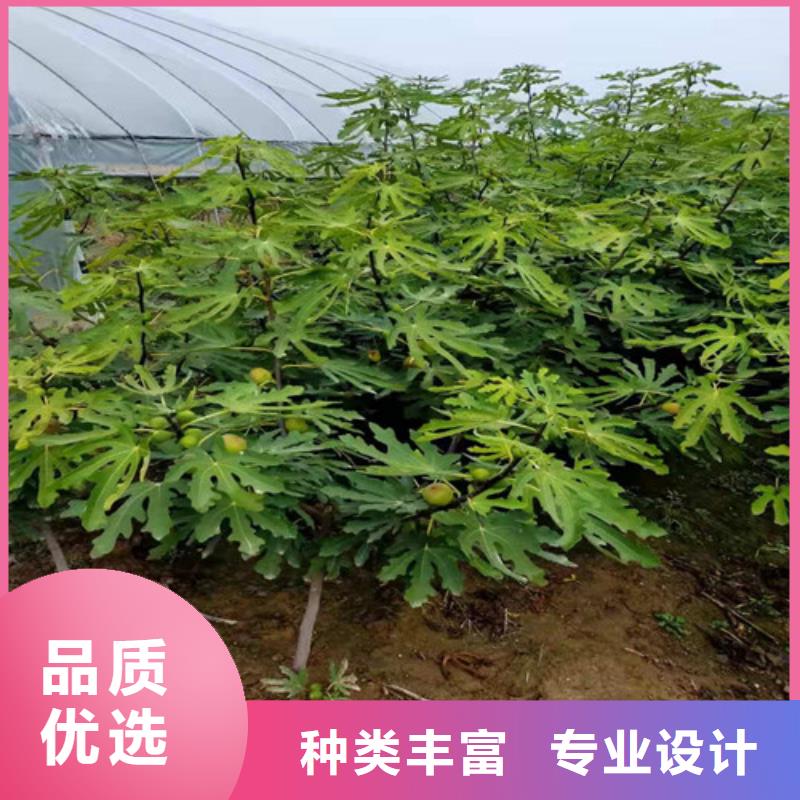 无花果苹果树苗详细参数同城品牌