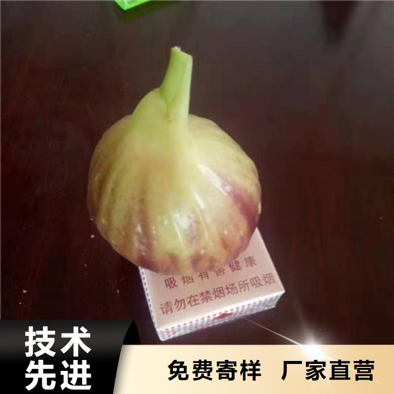 【无花果大棚草莓苗种类齐全】优选好材铸造好品质