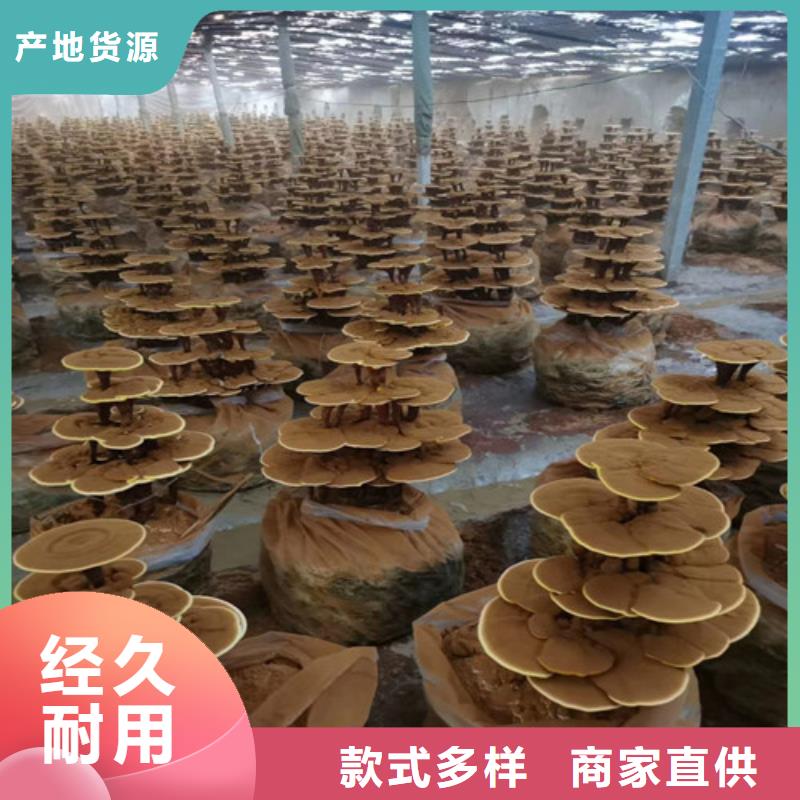 金砂街道灵芝盆景严格把关质量放心