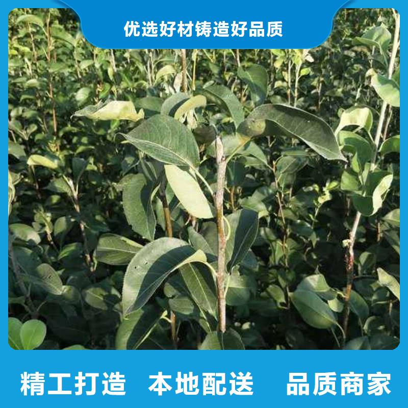 梨皇冠梨树苗免费安装厂家型号齐全
