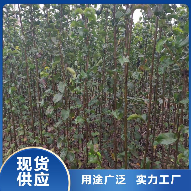 梨梨树苗基地用心制造信誉有保证