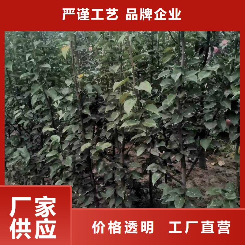 梨-玉露香梨树苗值得买<当地>制造商