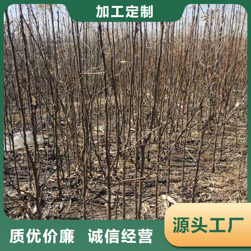 梨海棠苗价格地道极速发货