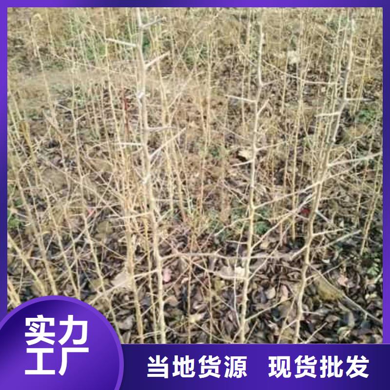 杜梨,【奥红一号梨苗】欢迎来厂考察<本地>生产厂家