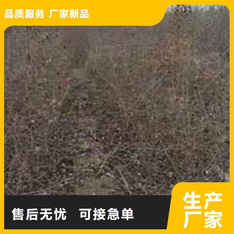 【杜梨秋月梨树苗注重细节】一站式供应厂家