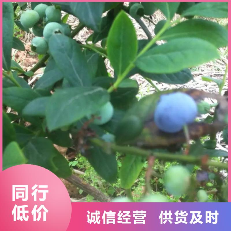 蓝莓苗苹果苗用心做好细节【本地】生产厂家