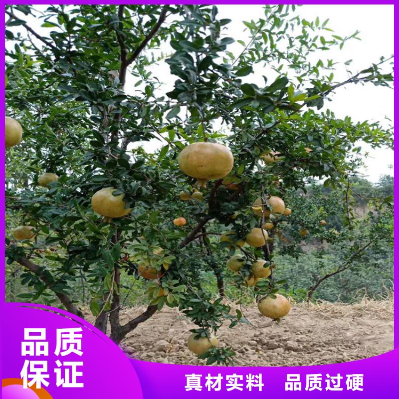 石榴,无花果苗多种规格可选<本地>公司