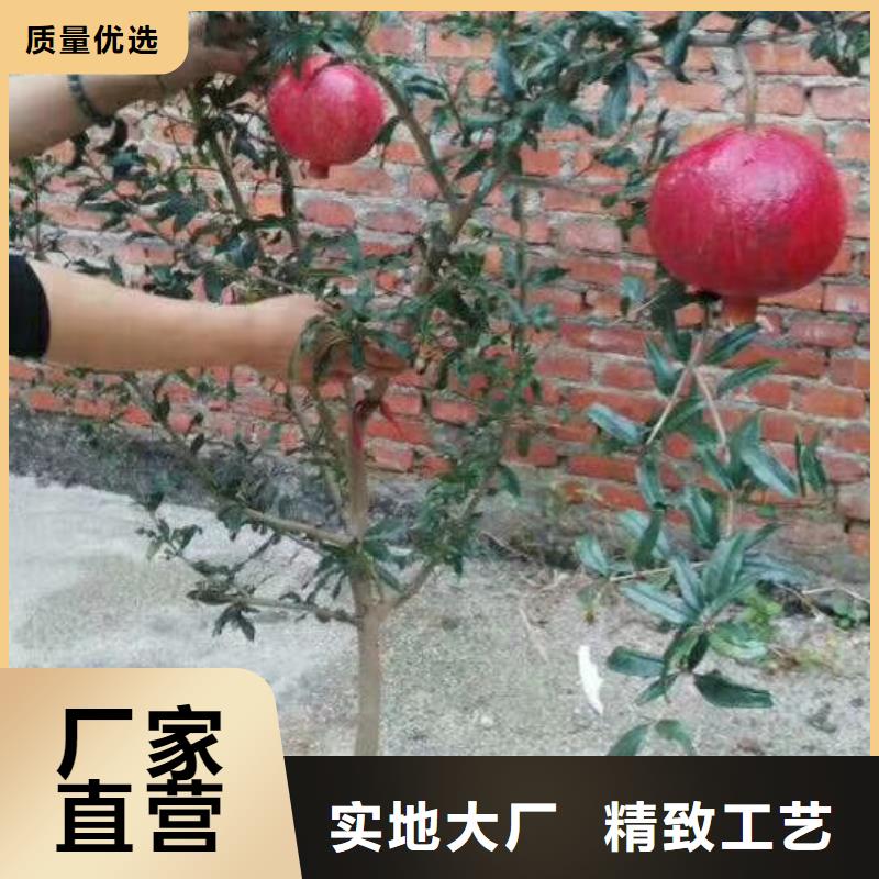 石榴苹果苗适用范围广准时交付