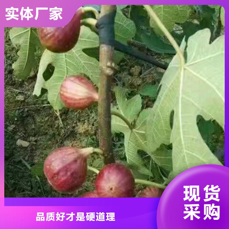 无花果-梨树苗批发货源【本地】货源