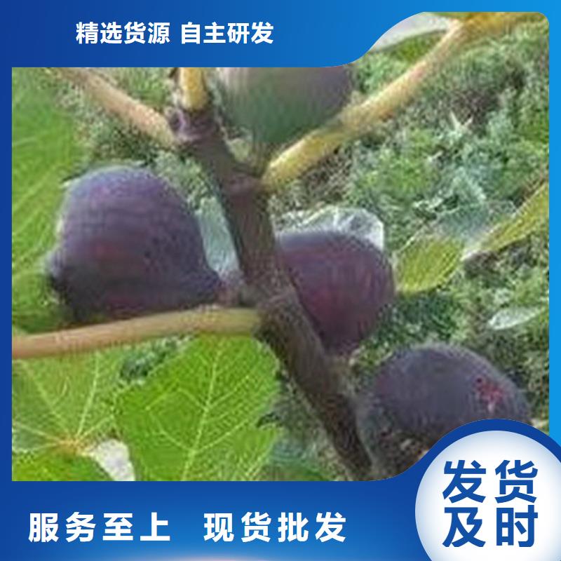 无花果蓝莓苗满足多种行业需求欢迎来电咨询