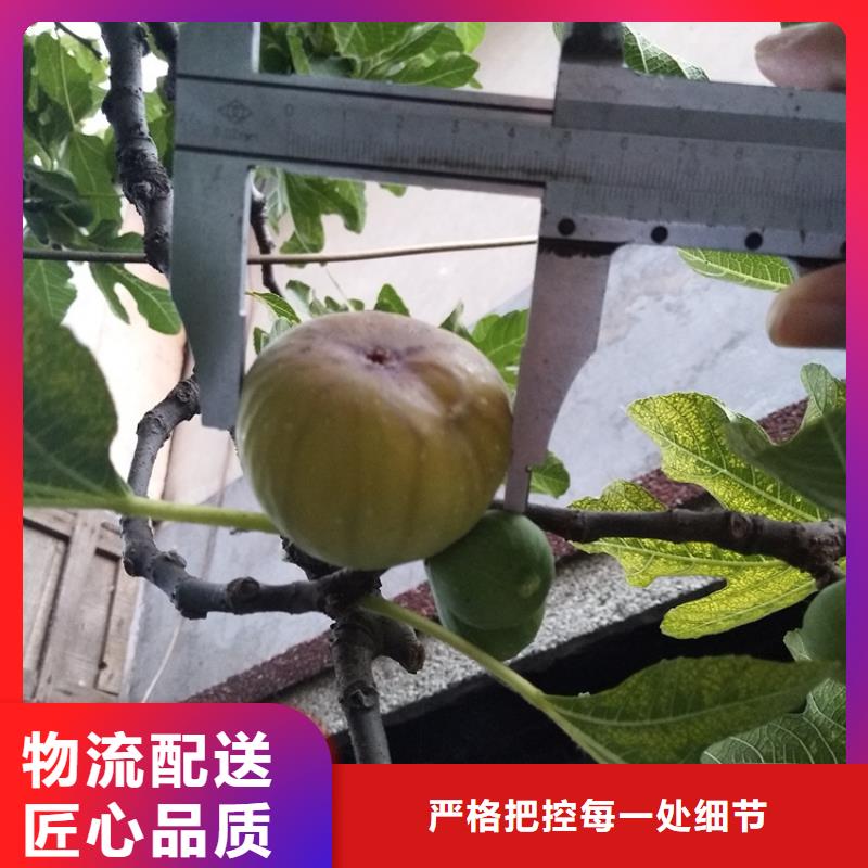 无花果樱桃苗常年出售设计合理