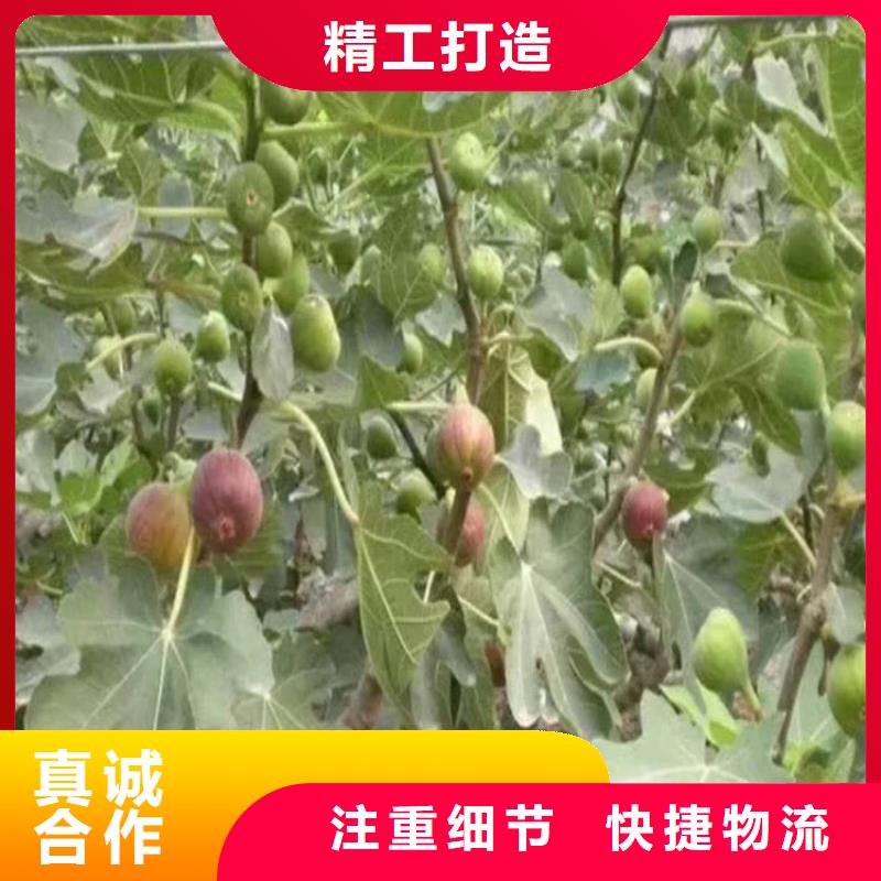 【无花果】_蓝莓苗多种优势放心选择一周内发货