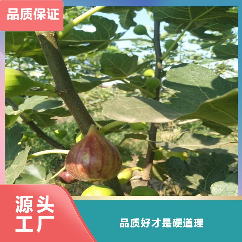 无花果樱桃苗批发供应多种规格可选