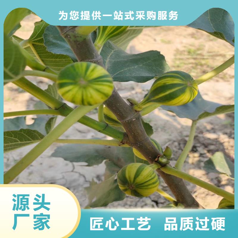 无花果-奶油草莓实地大厂[本地]厂家