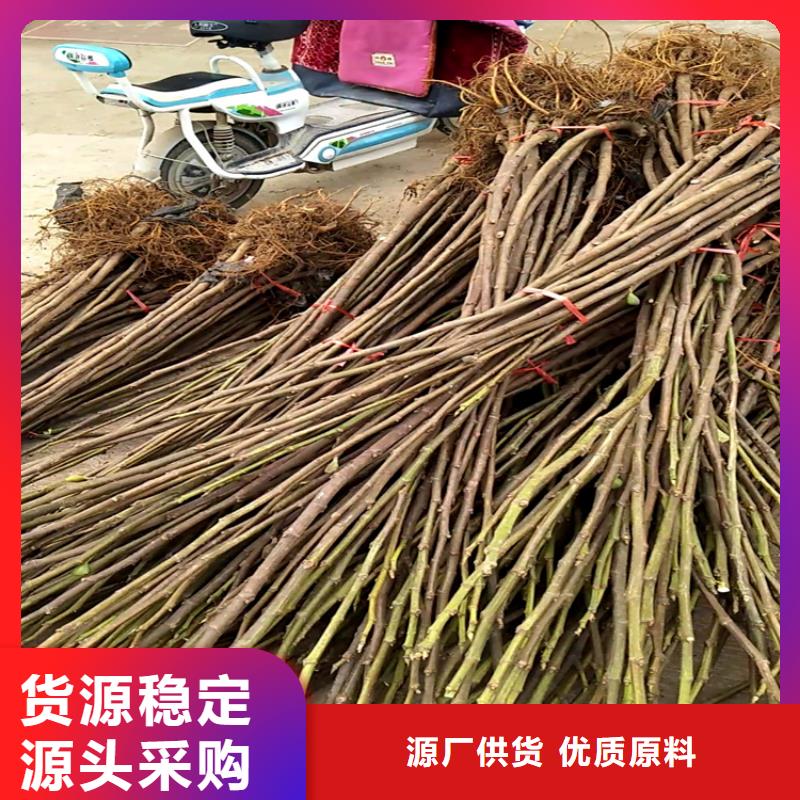 无花果樱桃苗保质保量制造厂家