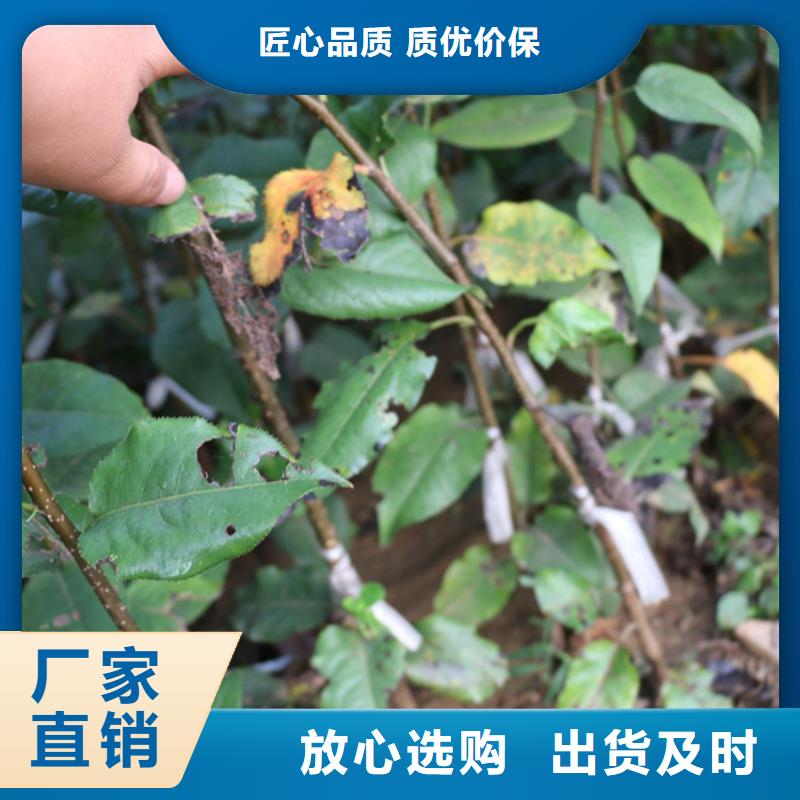 苹果【蓝莓苗】有口皆碑通过国家检测