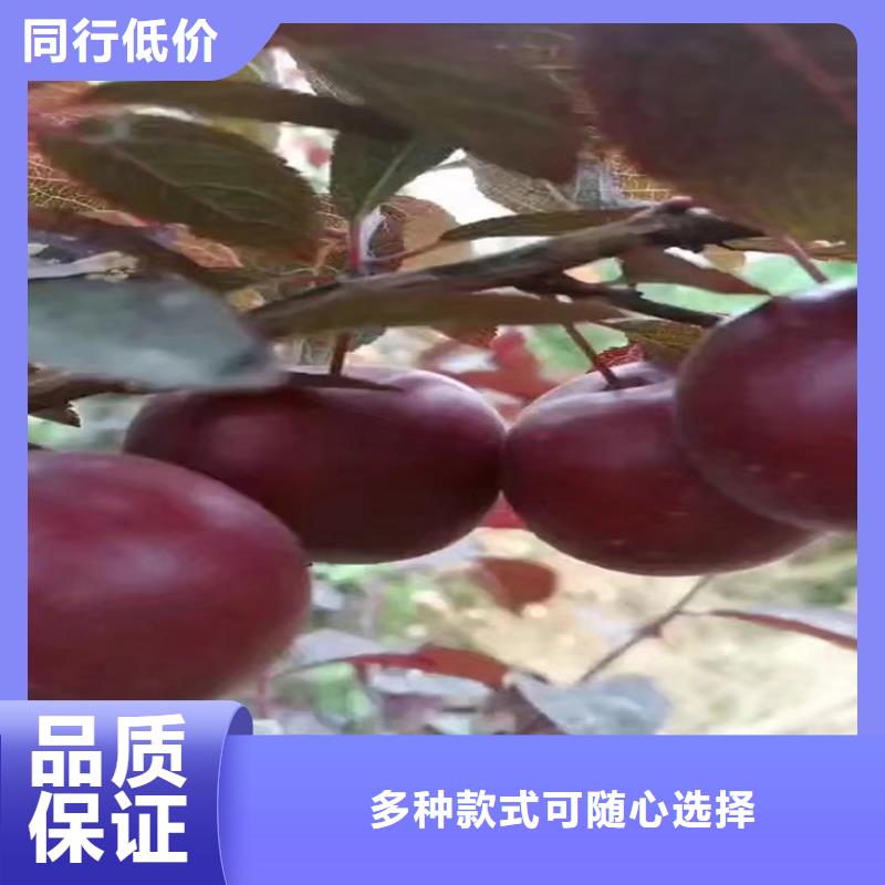 李子_无花果苗让客户买的放心品质值得信赖