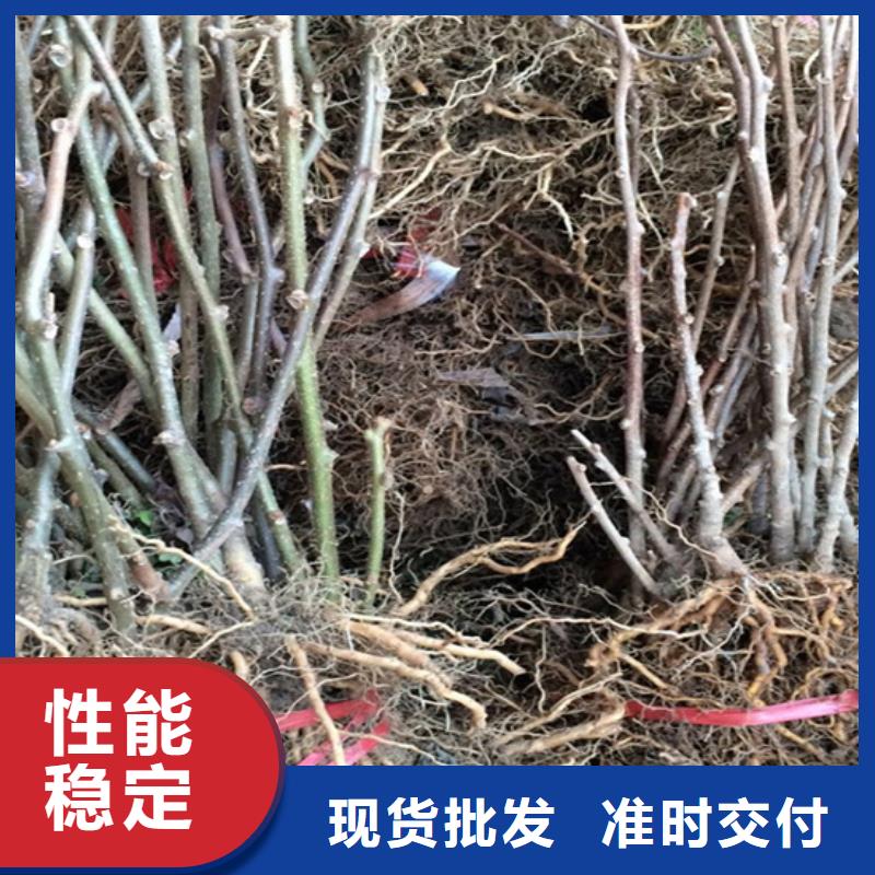 【猕猴桃板栗苗产地批发】工程施工案例