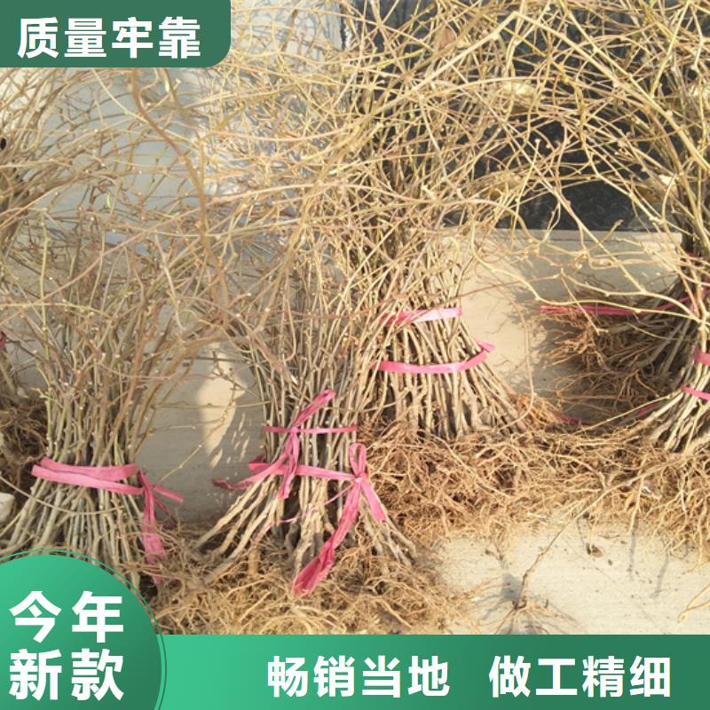 【猕猴桃无花果苗优良工艺】精工打造