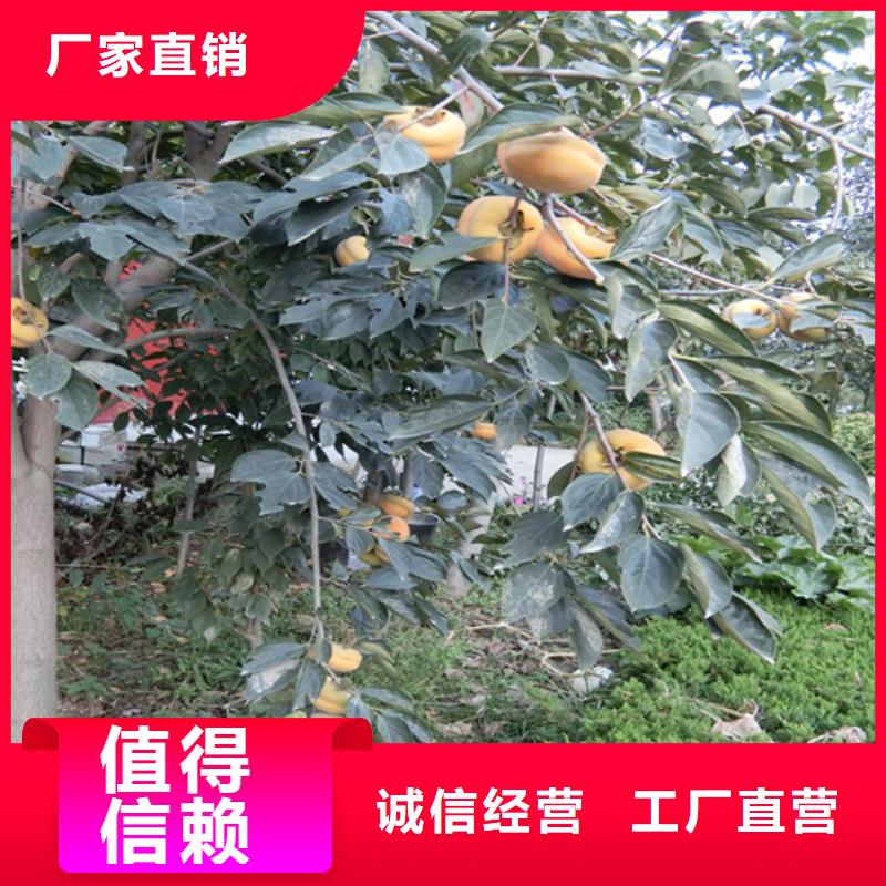 柿子苹果苗免费寄样[当地]公司