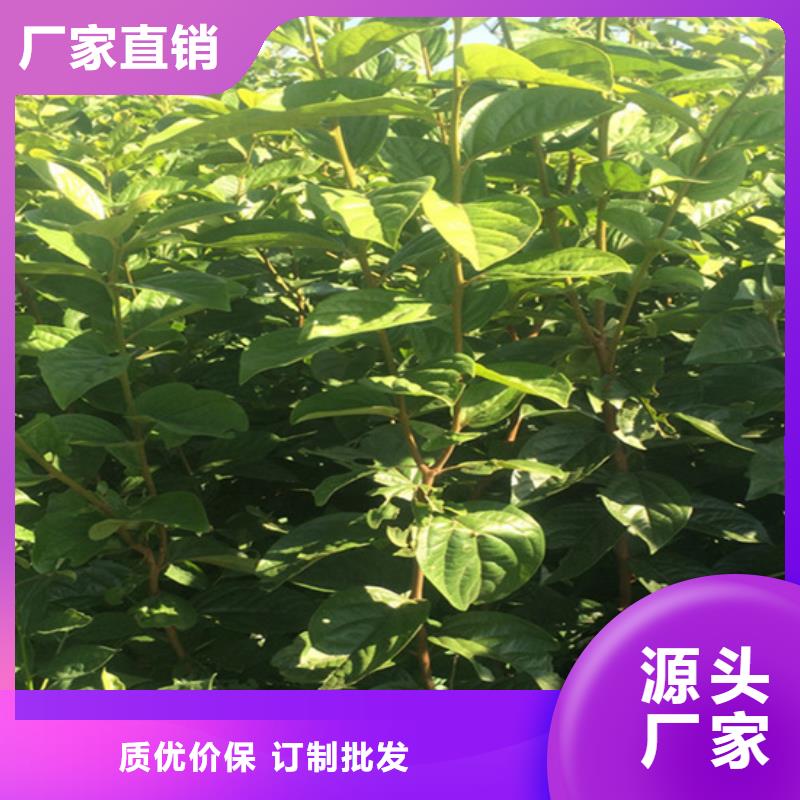 柿子苹果苗适用范围广销售的是诚信