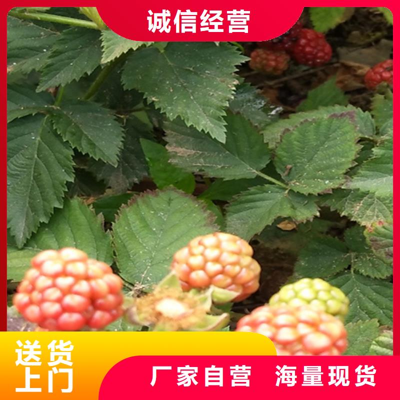 【树莓,红颜草莓质优价保】<当地>厂家