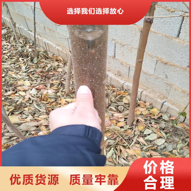 香椿【蓝莓苗】随心所欲定制放心选购