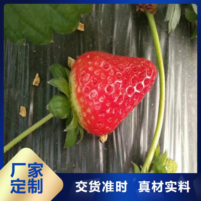 供应香蕉草莓苗，香蕉草莓苗2025年报价货源足质量好