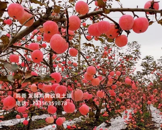 干鸡粪提升土壤肥力本地制造商