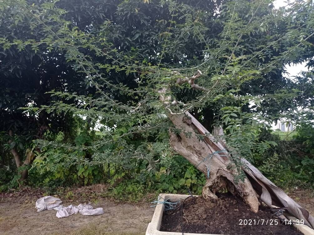 土壤固化剂生物酶土壤固化剂长期供应